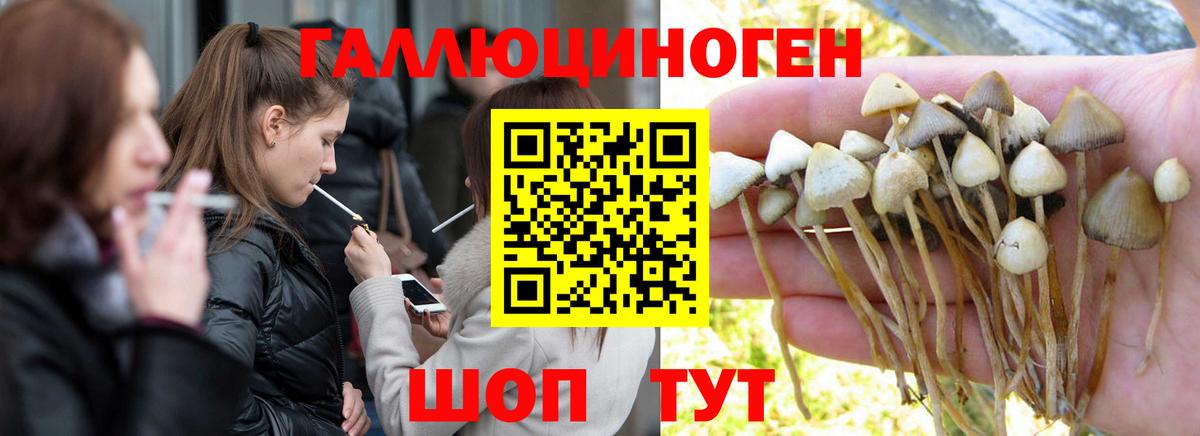 Лесной  Галлюциногенные грибы Psilocybe  Вход с VPN 